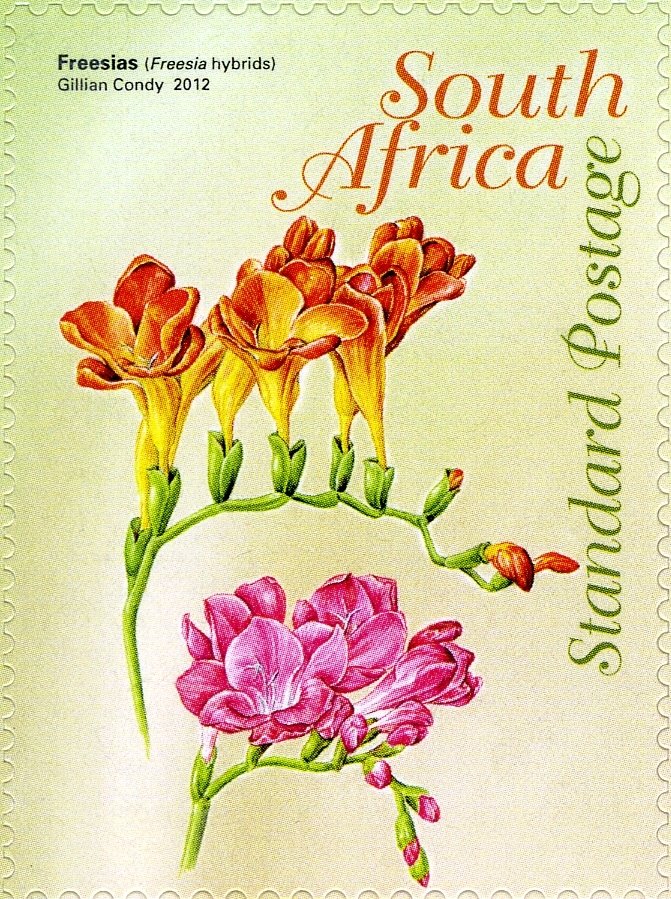 Freesias