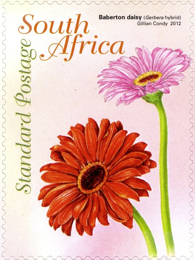 Gerbera jamesonii