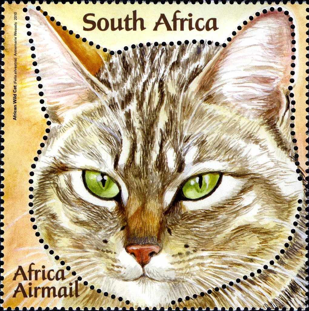 Wildcat (Felis silvestris)