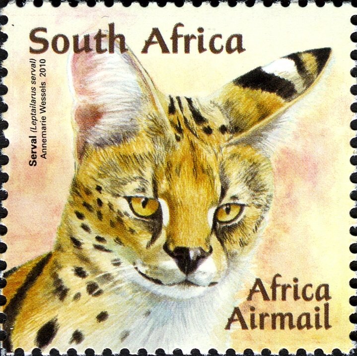 Serval (Leptailurus serval)