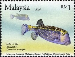 White-spotted Boxfish (Ostracion meleagris)