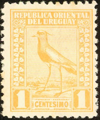 Southern Lapwing (Vanellus chilensis)