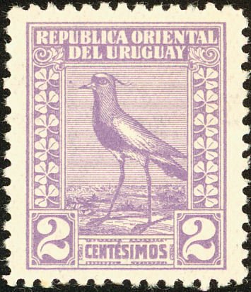 Southern Lapwing (Vanellus chilensis)
