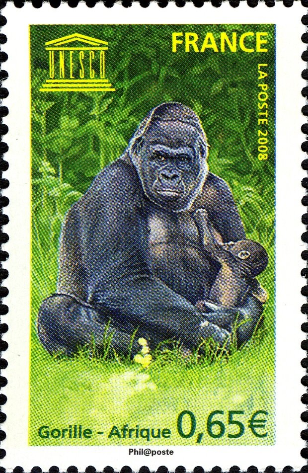 Mountain Gorilla (Gorilla beringei beringei)