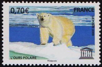 Polar Bear (Ursus maritimus)