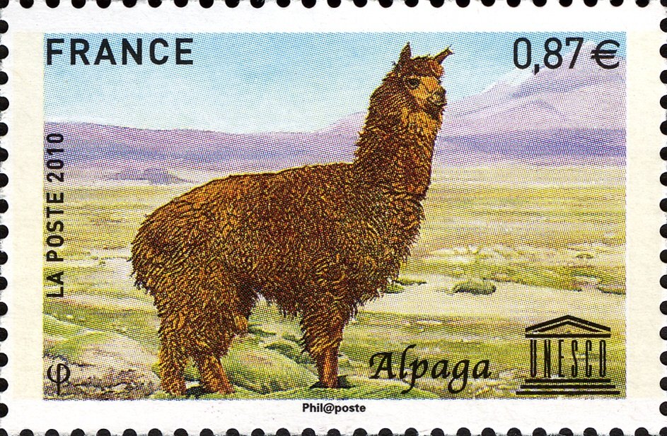 Alpaca (Lama guanicoe pacos)