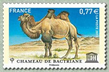 Bactrian Camel (Camelus bactrianus)