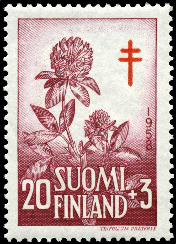 Red Clover (Trifolium pratense)