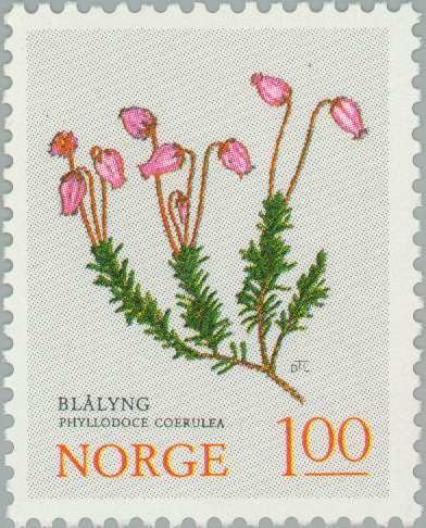 Mountain Heath (Phyllodoce caerulea)