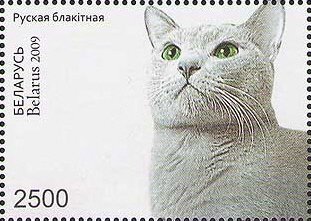 Russian Blue (Felis silvestris catus)