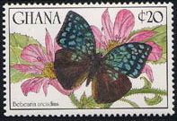 Arcadian (Bebearia arcadius)