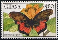 Porphyry Commander (Euryphura porphyrion)