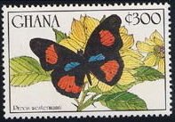 Blue-spot Pansy (Precis westermanni)