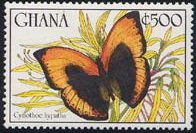 Large Lurid Glider (Cymothoe hypatha)