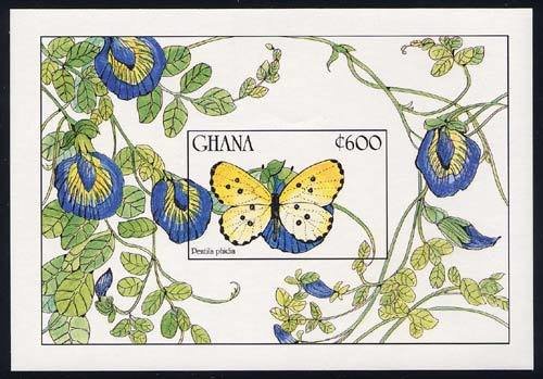 Ghana Pentila (Pentila phidia)