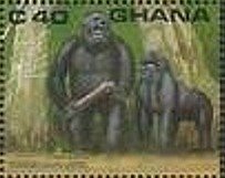 Gorilla (Gorilla gorilla)