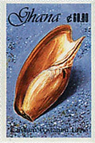 Great Ribbed Cockle (Cardium costatum)