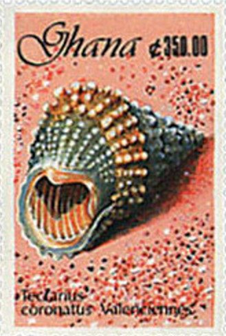 Beaded Prickly Winkle (Tectarius coronatus)
