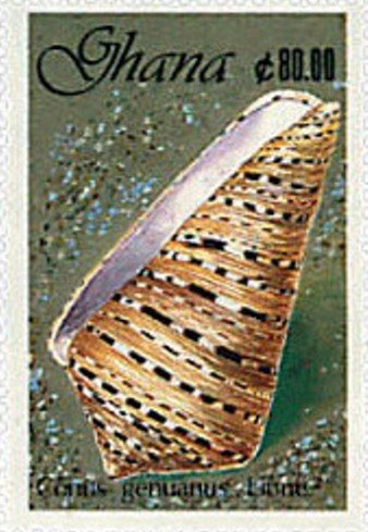 Garter Cone (Conus genuanus)