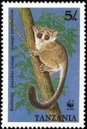 Zanzibar Galago (Galago zanzibaricus)
