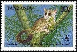 Zanzibar Galago (Galago zanzibaricus)