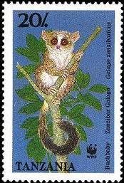 Zanzibar Galago (Galago zanzibaricus)