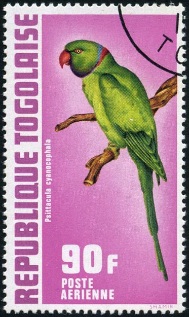 Alexandrine Parakeet (Psittacula eupatria)