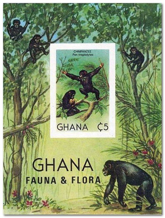 Chimpanzee (Pan troglodytes)
