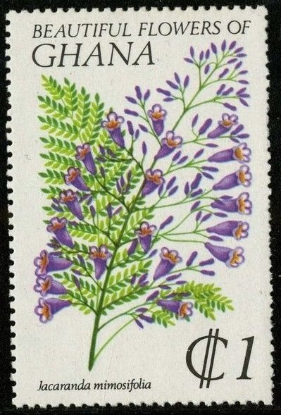 Jacaranda Mimosifolia