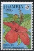 Hibiscus