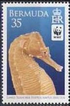 Lined Seahorse (Hippocampus erectus) 