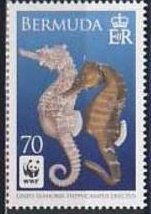 Lined Seahorse (Hippocampus erectus)