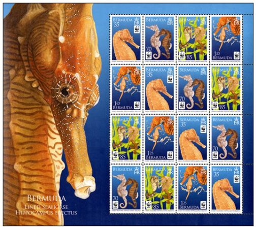 Sheet of 16, 4 each - Lined Seahorse (Hippocampus erectus)