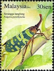 Stamp, Lantern Fly (Fulgora pyrorhyncha), Malaysia,  , Insects, Animals (Fauna)