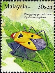 Red Cotton Stainer (Dysdercus cingulatus)