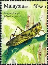 Javanese Grasshopper (Valanga nigricornis)