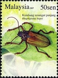Longhorn Beetle (Rhaphipodus hopei)