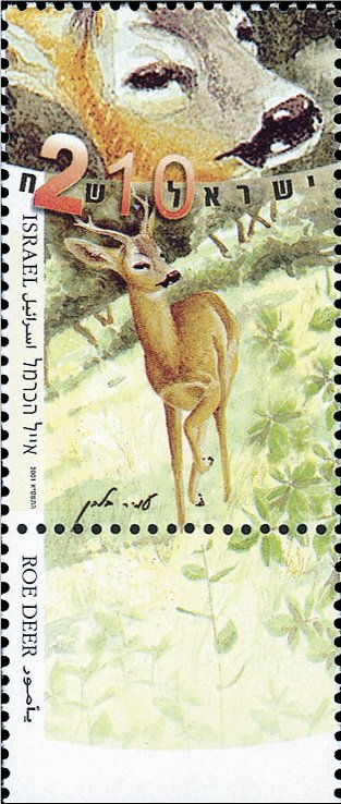 Roe Deer (Capreolus capreolus)