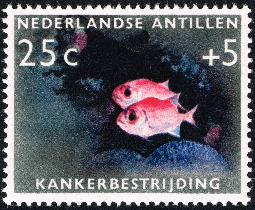 Longjaw Squirrelfish (Holocentrus ascensionis)