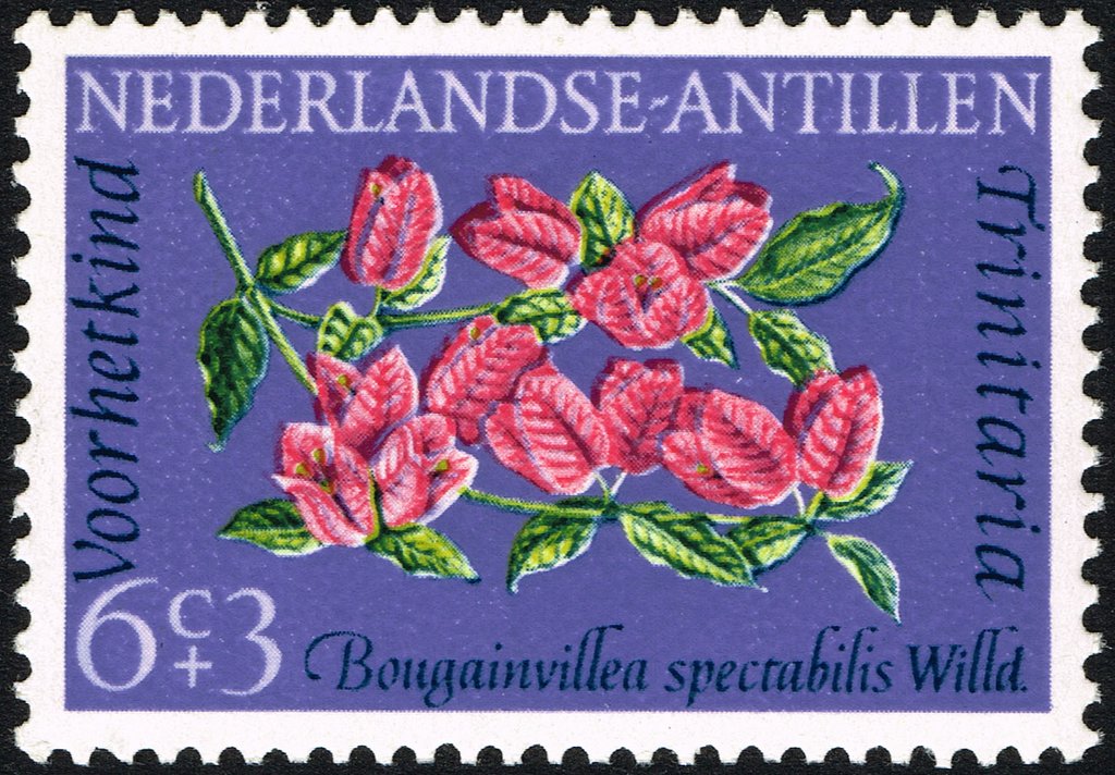 Bougainvillea