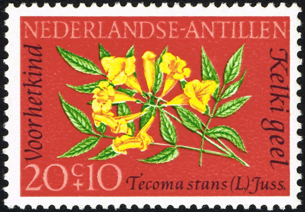 Chalice flower