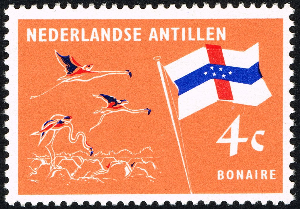 American Flamingo (Phoenicopterus ruber), Bonaire