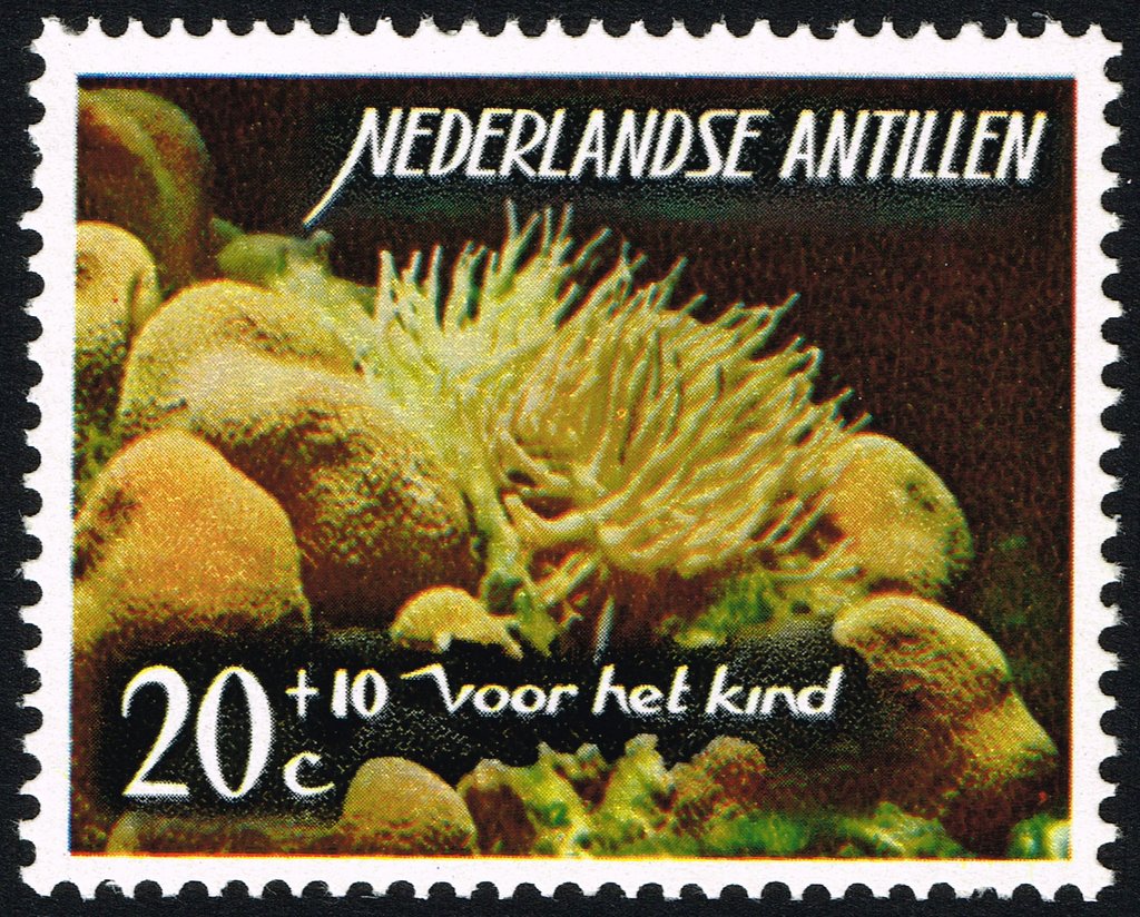 Sea Anemone (Actiniaria) and Star Coral (Montastrea) 
