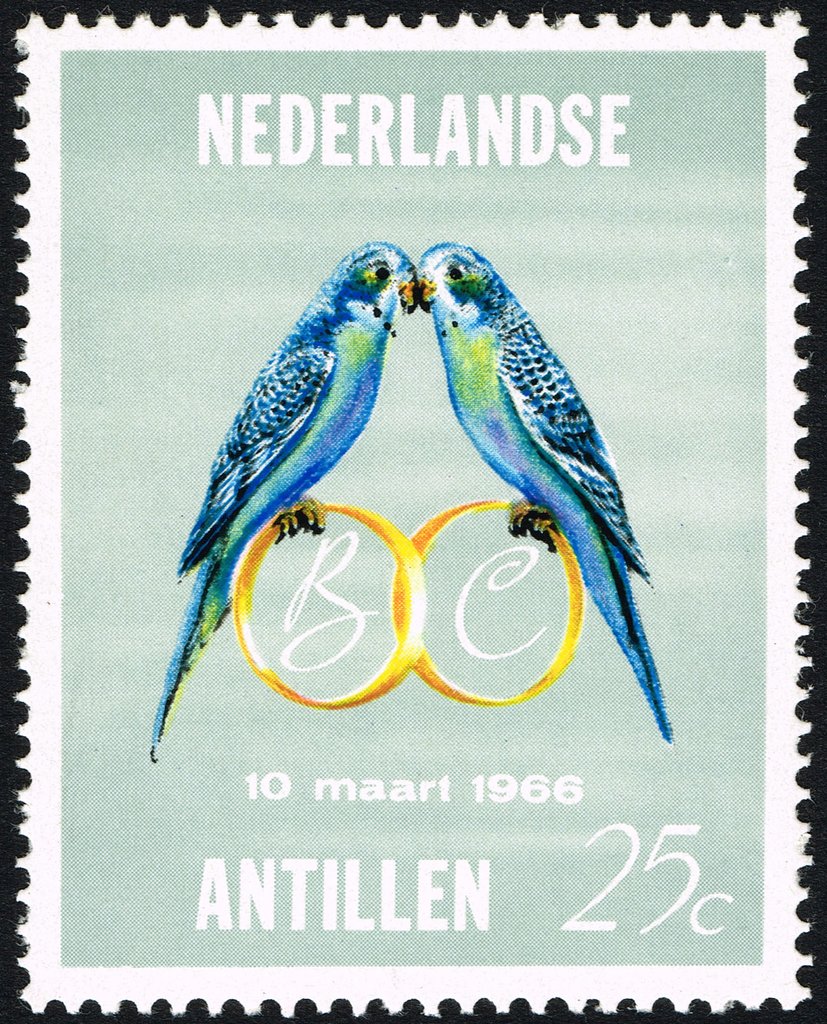 Budgerigar (Melopsittacus undulatus), Wedding Rings