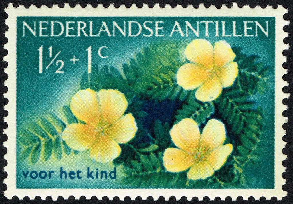 Tribulus Cistoides