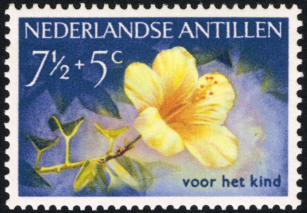 Yellow hibiscus.