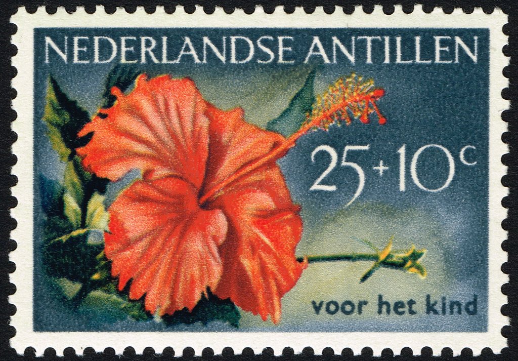 Red hibiscus.