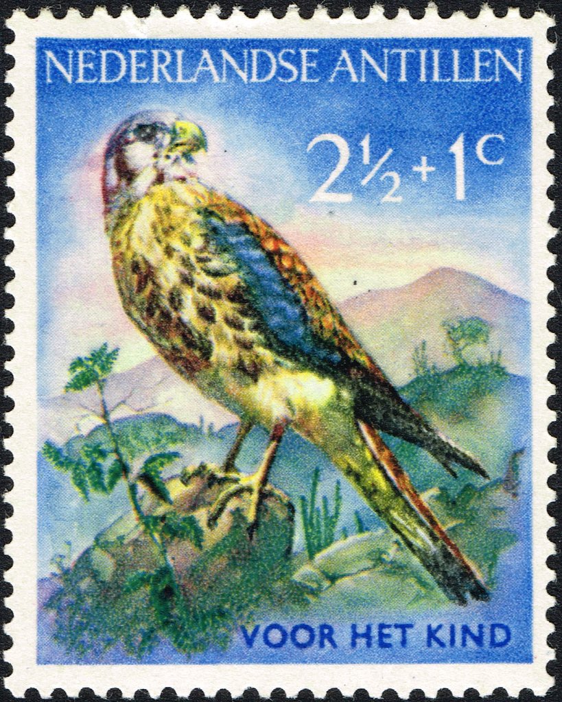 American Kestrel (Falco sparverius)