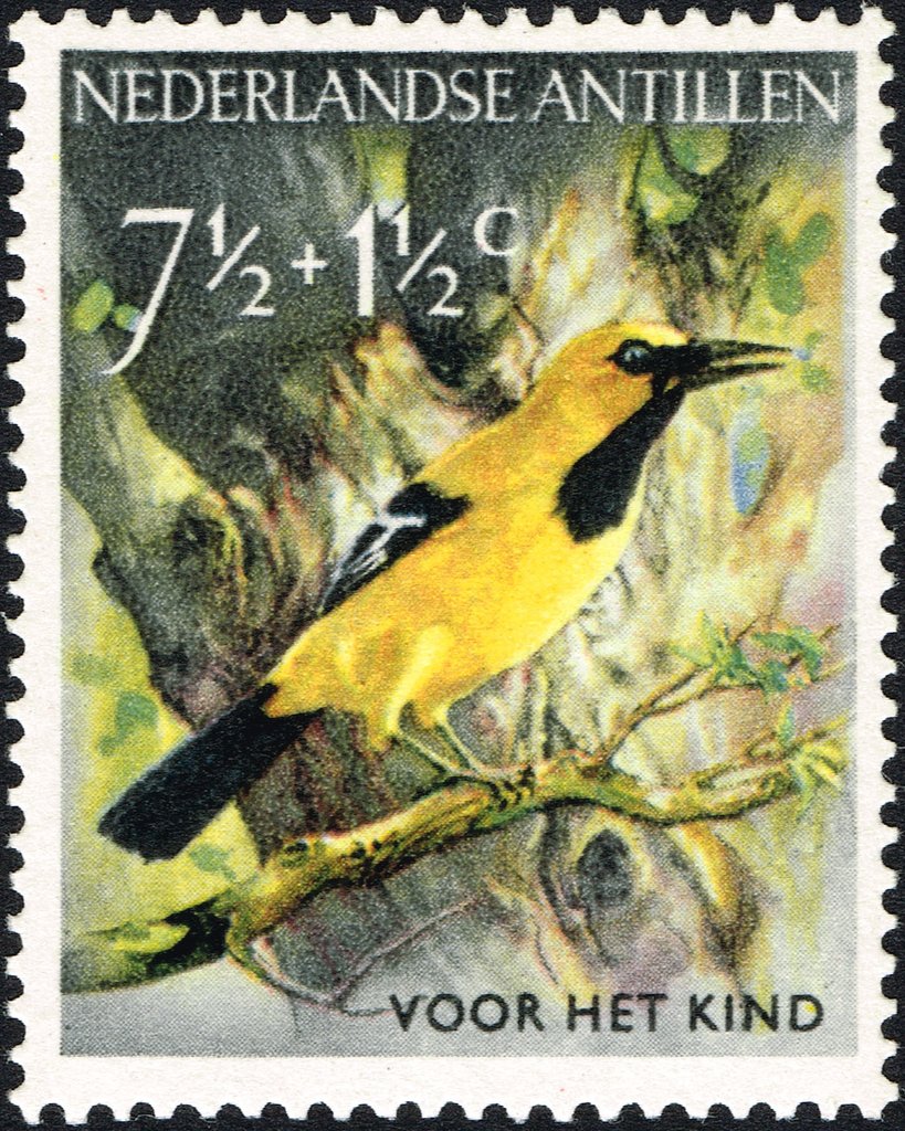 Yellow Oriole (Icterus nigrogularis)