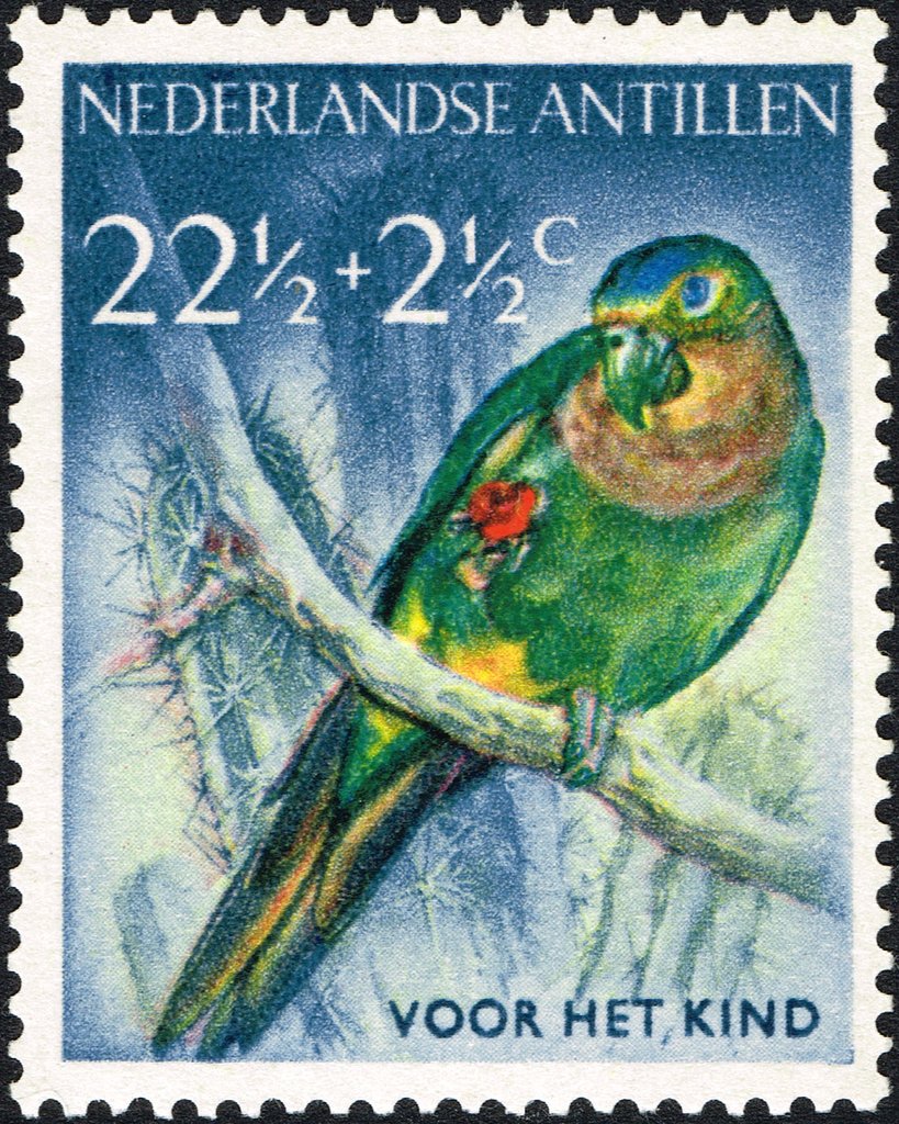 Brown-throated Parakeet (Aratinga pertinax)